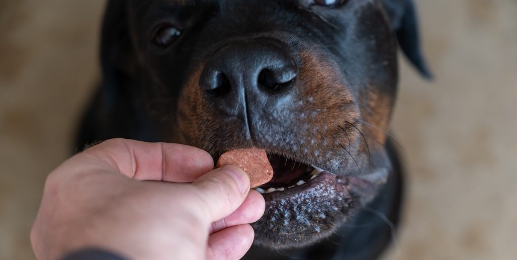 Studie med chokerende konklusion om danske hundeejere: 38 procent giver deres hund cannabis