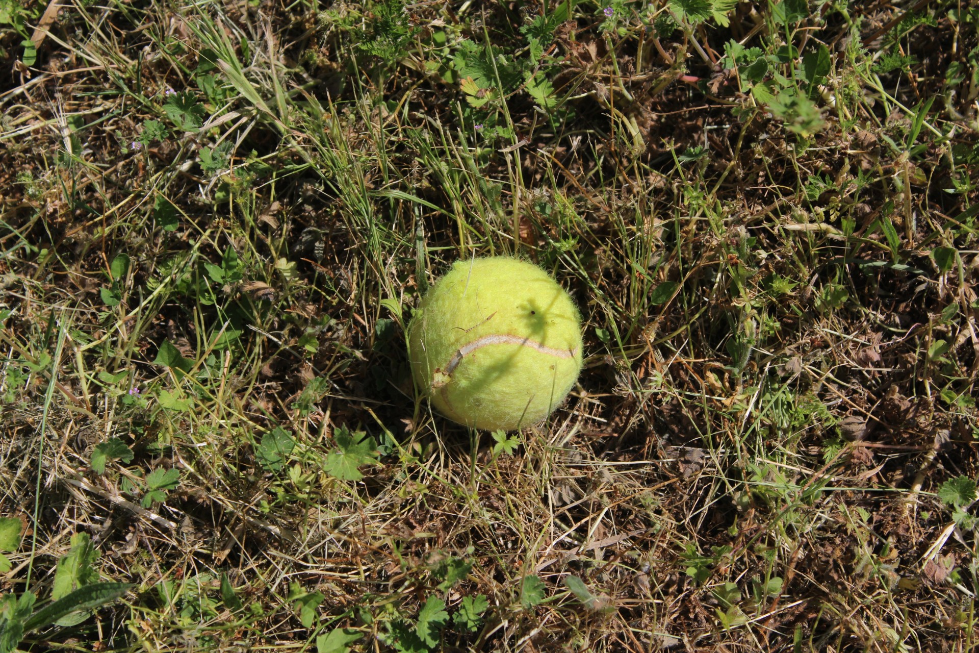 Derfor bør du lægge tennisbolde i haven om vinteren: Årsagen vil overraske dig