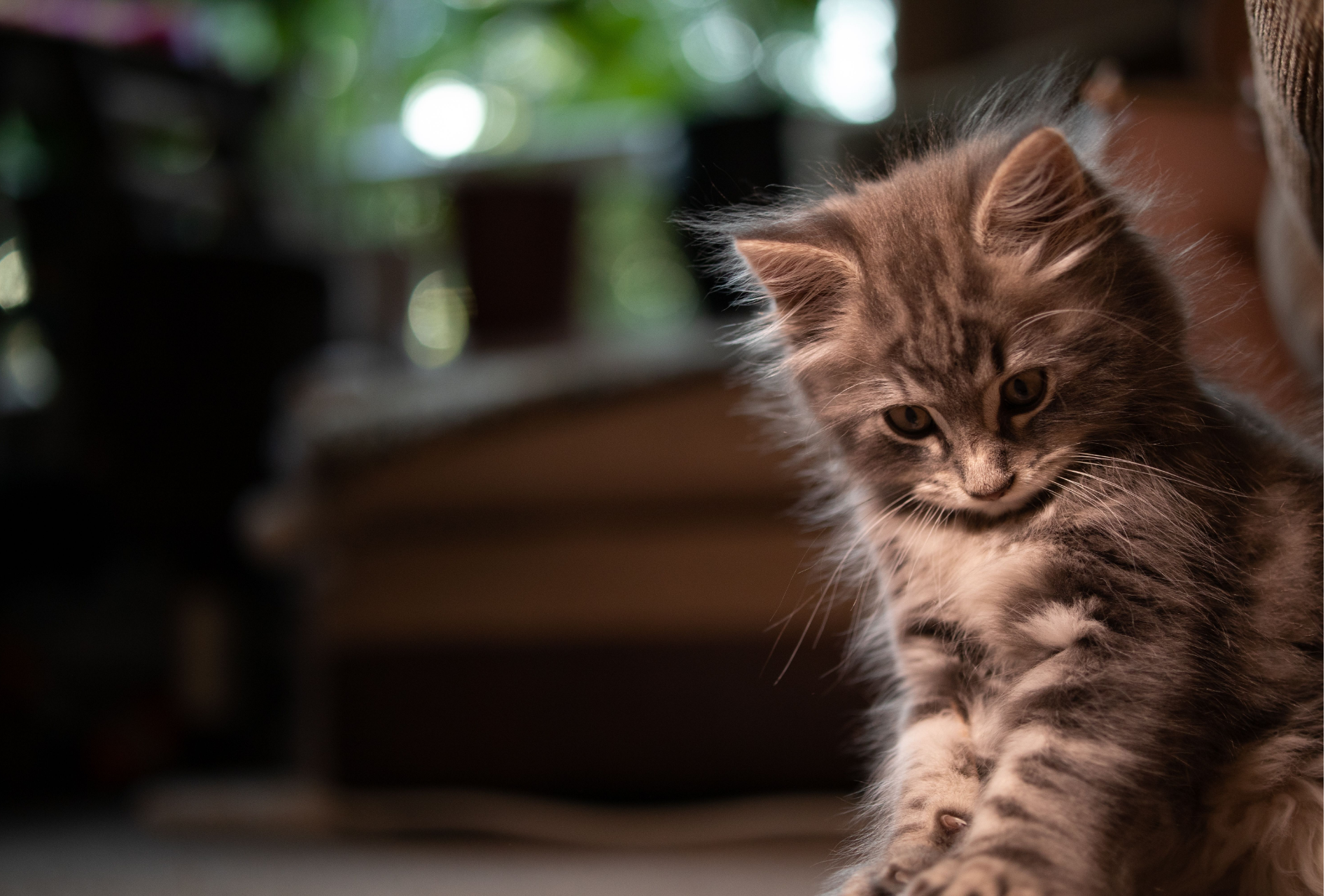 Advarer alle katteejere: Det kan koste dem livet