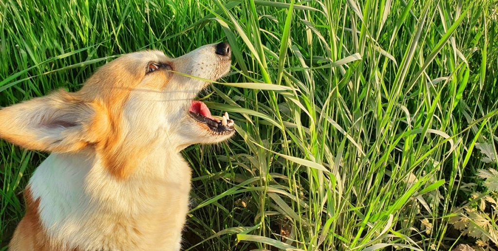 Har du også undret dig? Derfor spiser din hund græs