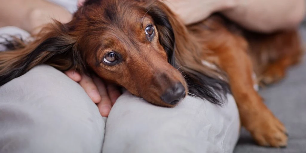 Sådan undskylder du til en hund, du ved et uheld har trådt over poterne
