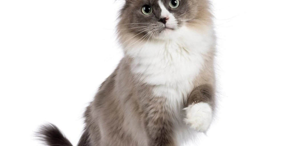 Få ved det: Derfor har langt de fleste katte hvide poter