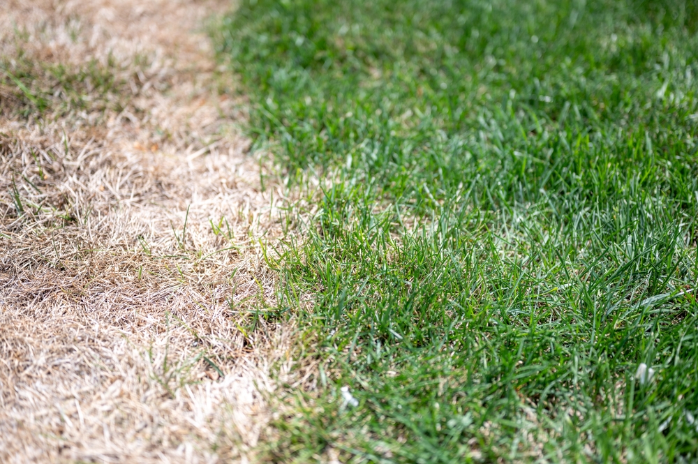 Meget få danskere kender tricket: Haveejere bør drysse dette på græsplænen i februar