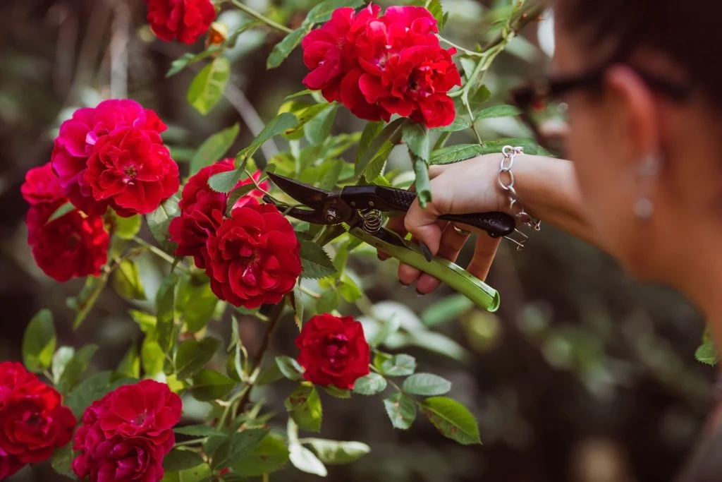 Genialt: Sådan forlænger du blomstringstiden for roser