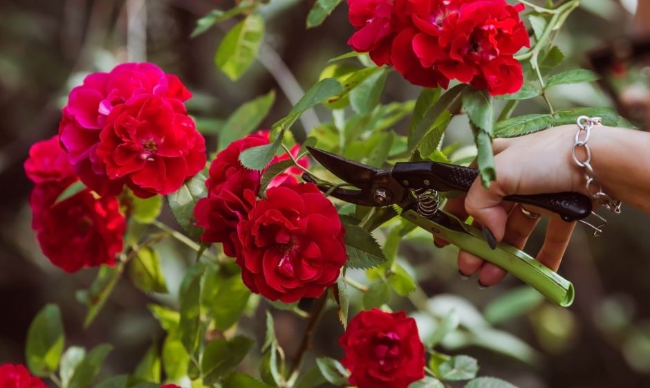 Spray dette på dine roser i maj – og se dem blomstre som aldrig før