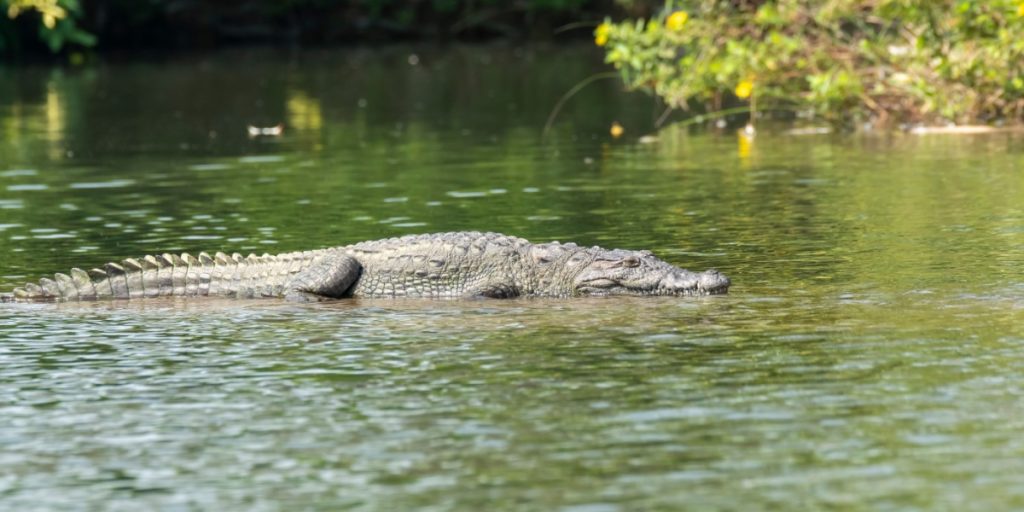 Tragisk sag: Mor kastede handicappet søn ned til krokodiller