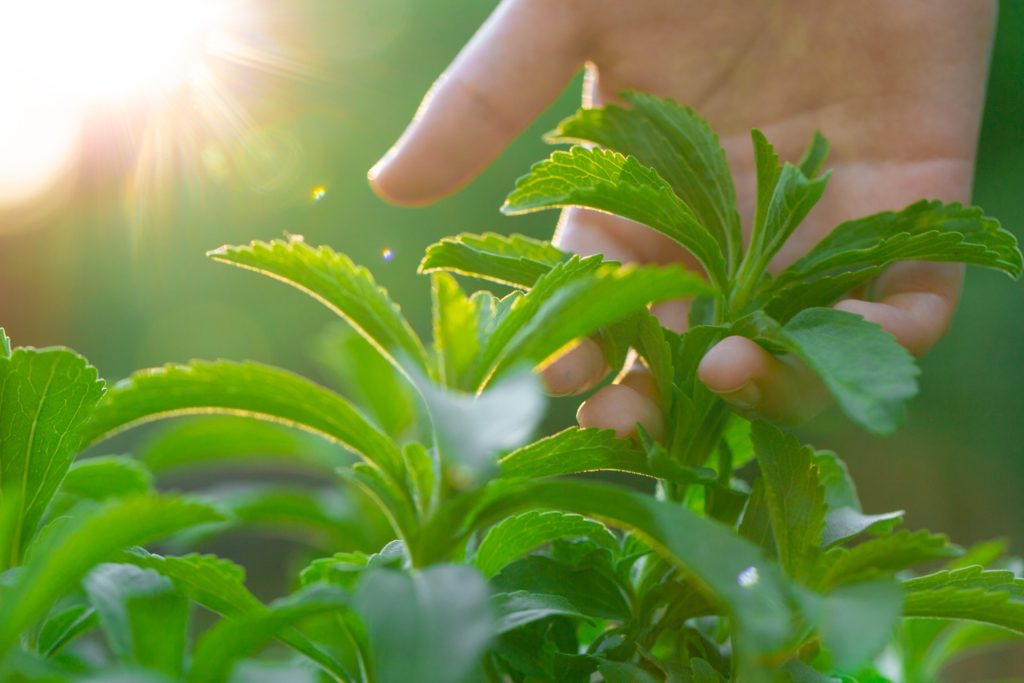 Professor med lykkelig nyhed: Har fundet planten der kan helbrede kræft