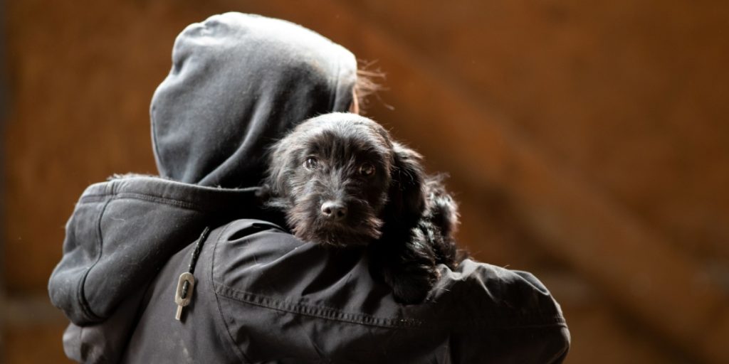 Tyvene lurer: Har du én af disse racer, så pas ekstra godt på din hund