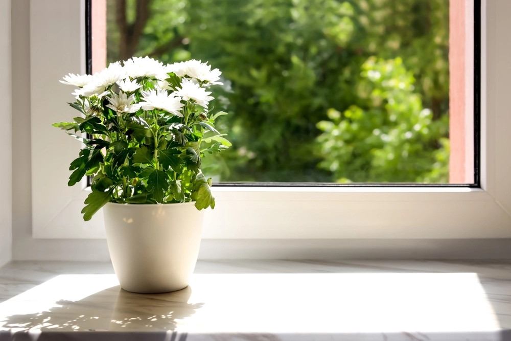 Mange danskere vander deres indendørs planter: Men denne type plante må du ikke vande