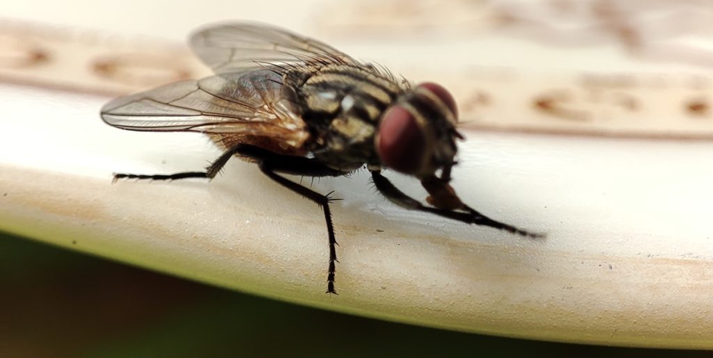 Disse planter kan holde fluerne væk fra dit hjem