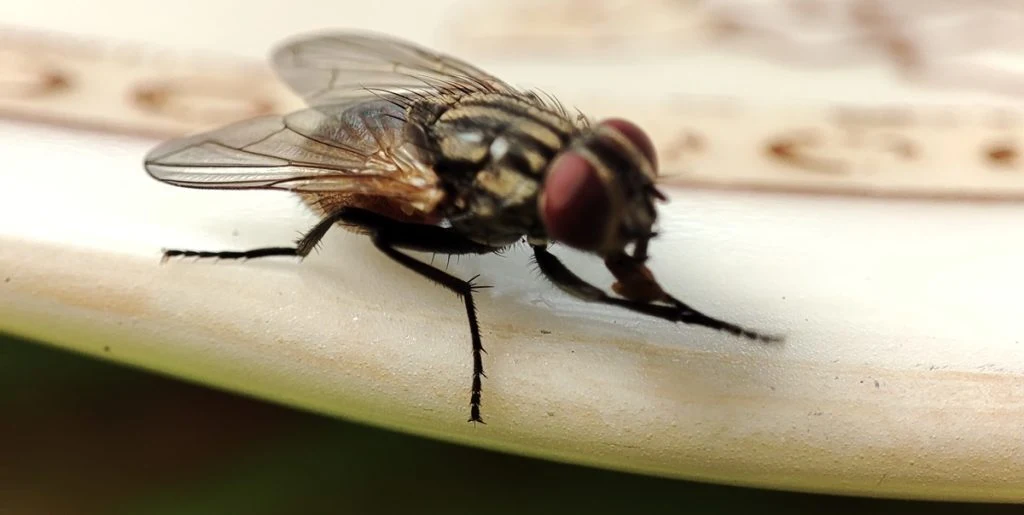 Disse planter kan holde fluerne væk fra dit hjem