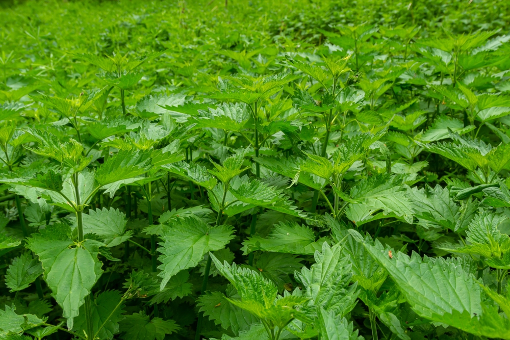 Slip for væske i ankler og fingre: Brændenælder virker som magi