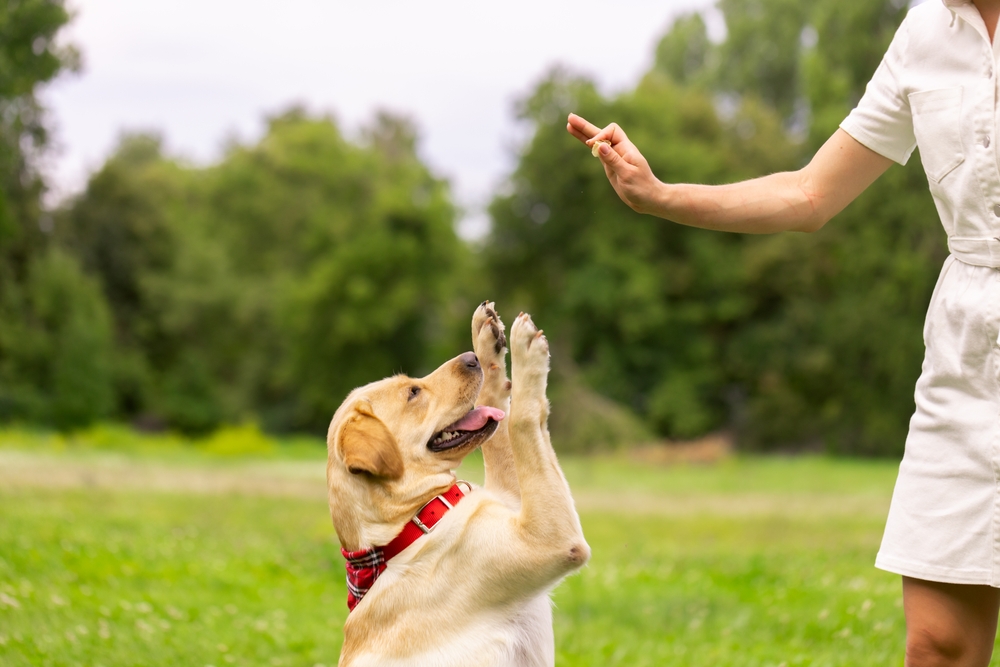 Stop med at give hunde dette kød: De elsker det, men det er ‘meget giftigt’