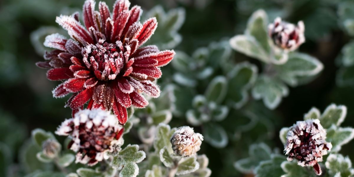 Sådan redder du dine planter og blomster fra frost