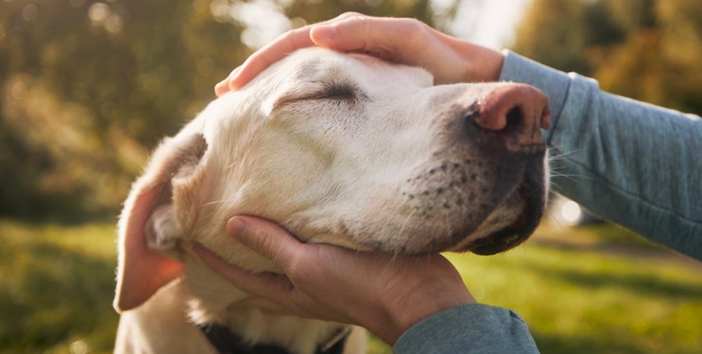 Golden retriever går viralt – vækker sine ejere på en helt unik måde