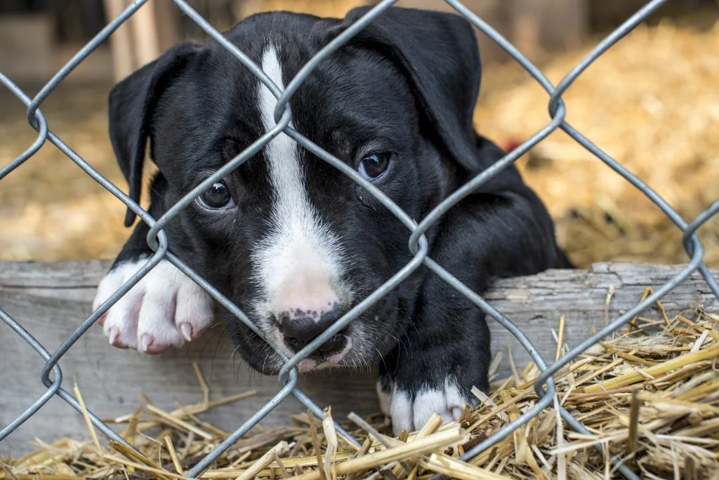 Hanhund, tæver og hvalpe holdt fanget i bur: Borgertip fører specialenhed på sporet af hvalpefabrik