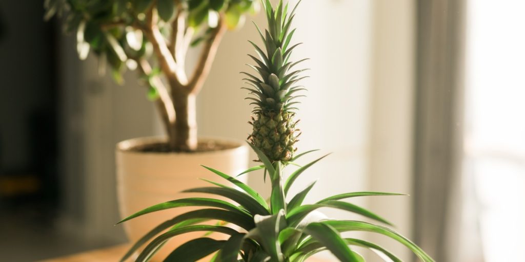 Mange har hørt om den: Kan denne plante virkelig stoppe snorken?
