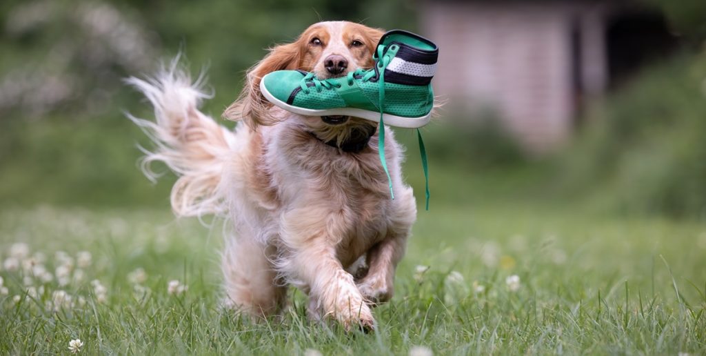 Har du også undret dig? Derfor kommer din hund med “gaver” til dig i form af tilfældige ting
