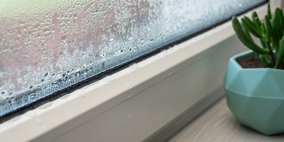 Disse planter er løsningen på dine fugt- og skimmelsvampsproblemer