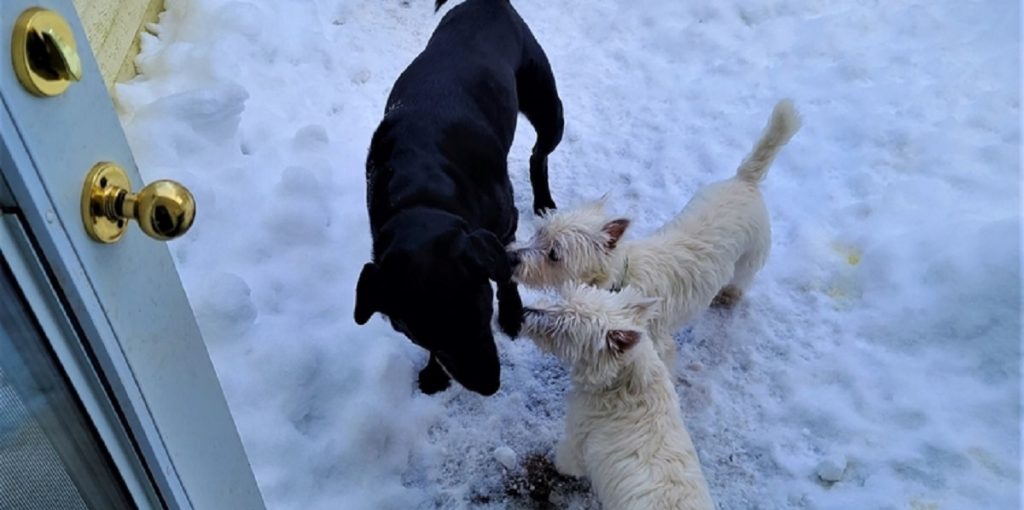 Dyrlæge melder ud: Disse populære hunderacer vil jeg aldrig selv have