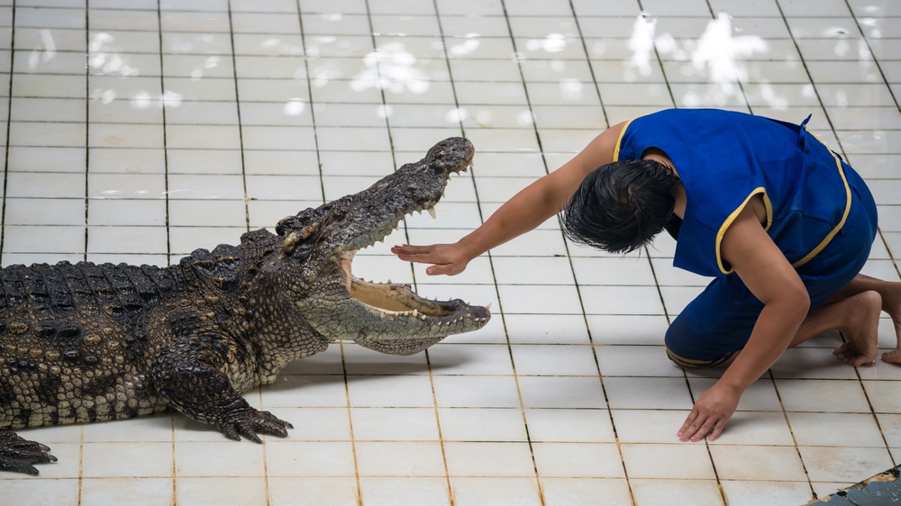 Zoologisk Have gjorde usædvanligt fund i alligators mave: Du gætter aldrig, hvad den havde spist