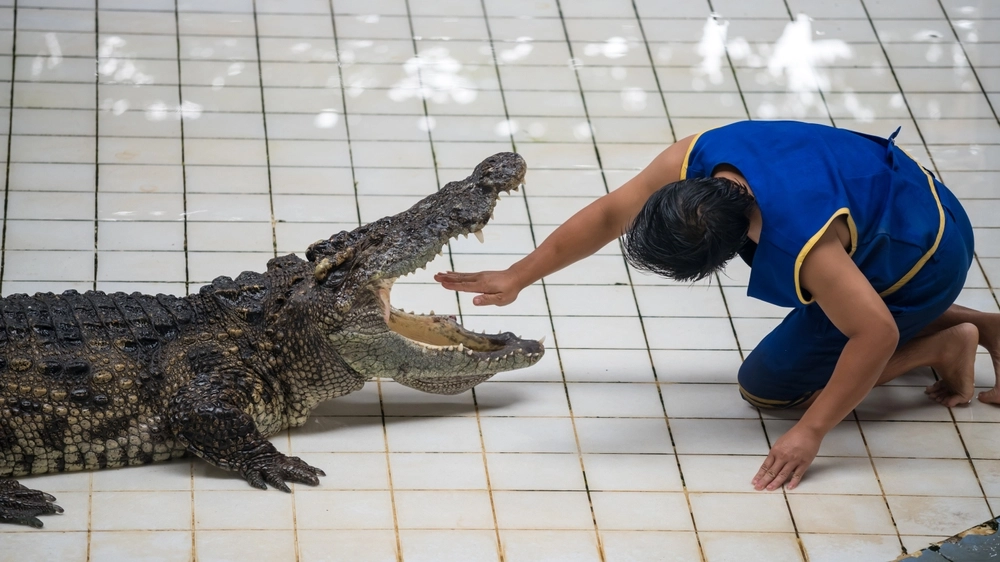 Zoologisk Have gjorde usædvanligt fund i alligators mave: Du gætter aldrig, hvad den havde spist