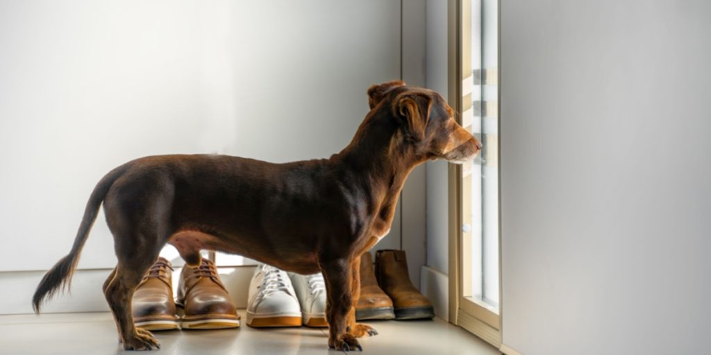 Det tænker din hund når den er alene hjemme