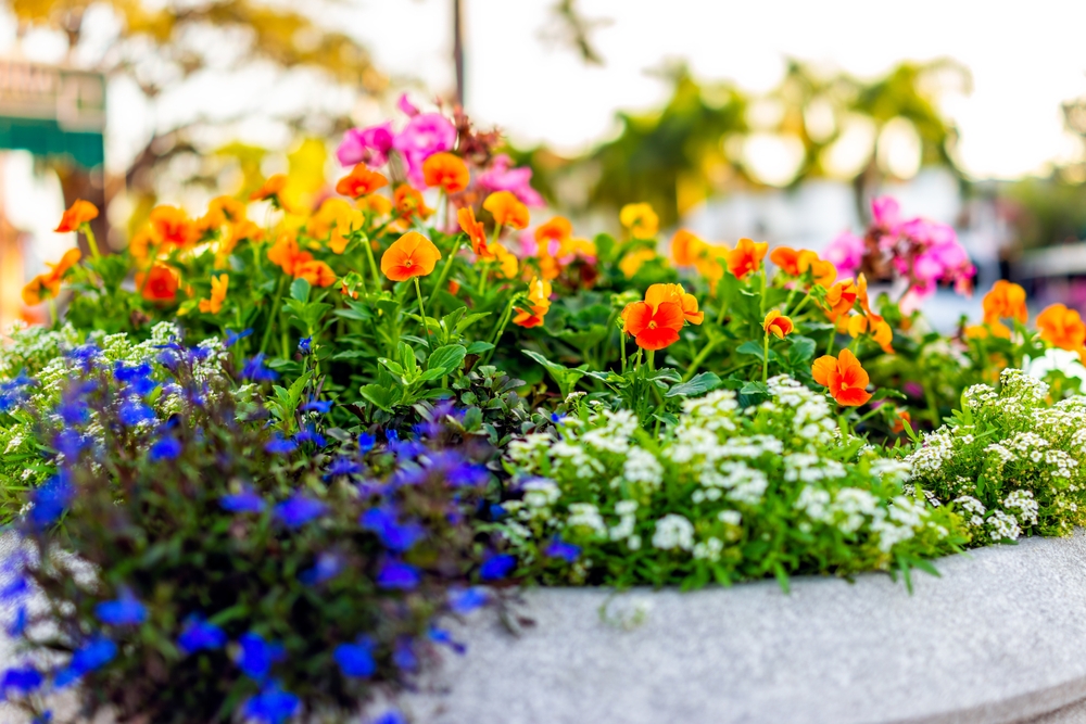 Denne duftmur af blomster kan redde dig fra flåtbid hele sommeren