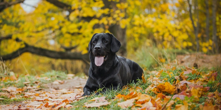 Skovturen er ikke ufarlig for din hund: Efterårets farer lurer nu derude