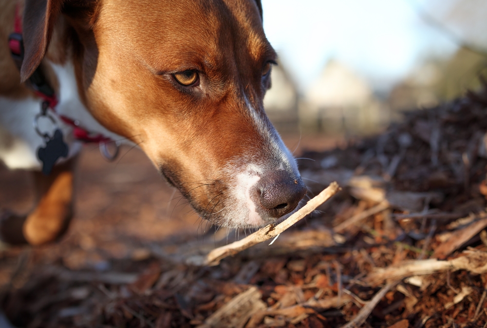 Familiehund genfundet efter 6 år: Gensynet blev slet ikke som forventet