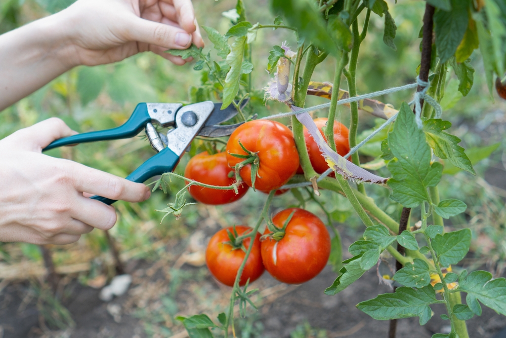 7 tricks der vil gøre dine tomatplanter til overflødighedshorn