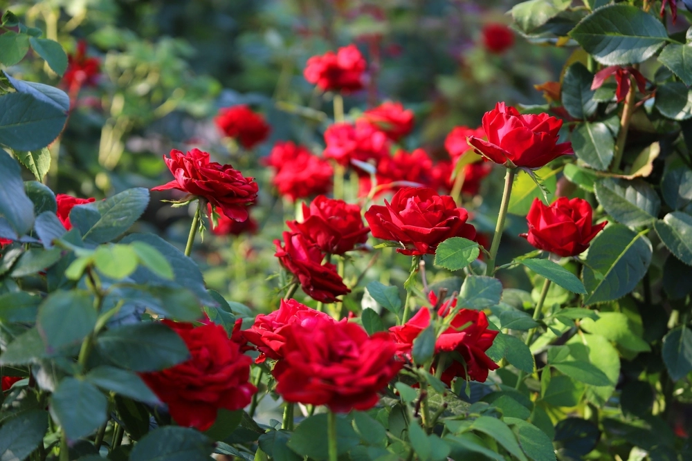 Mange begår denne fejl med deres rosenbuske til vinter: Stopper deres blomstring om foråret