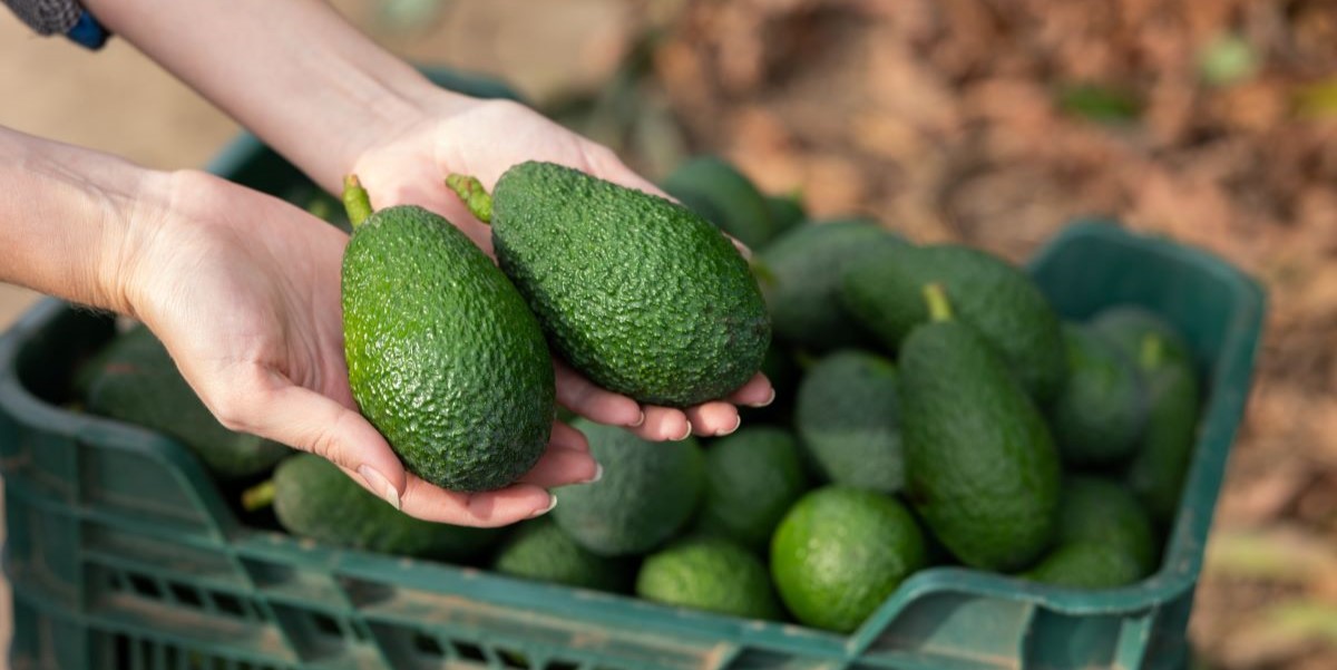 Sådan ved du altid, om avocadoen er perfekt moden