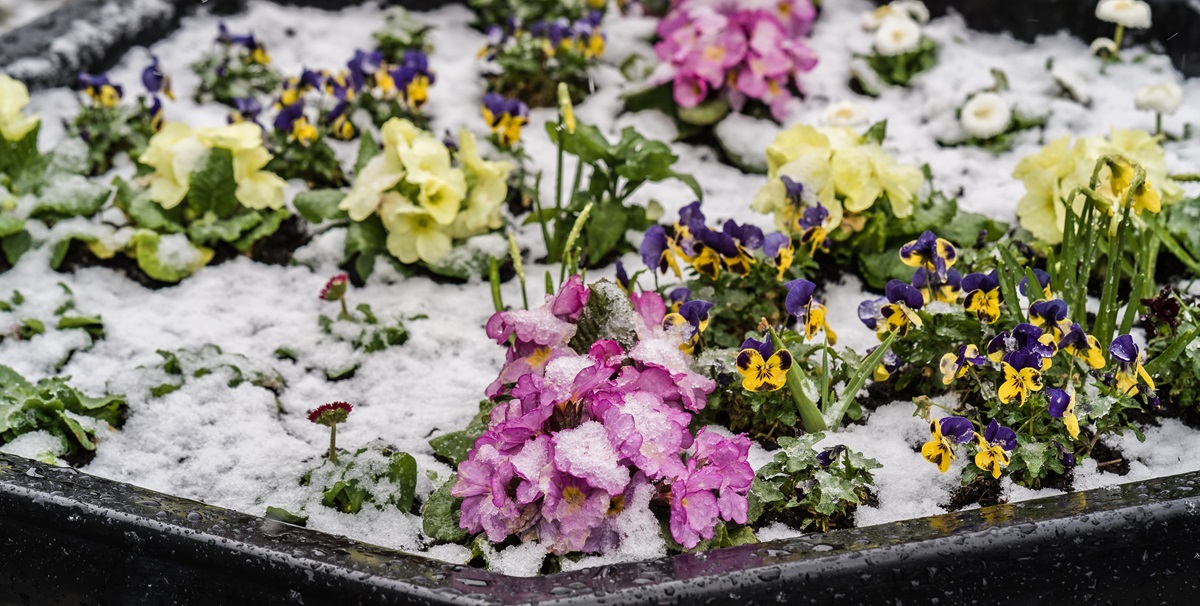 Blomstrende vinterhaver: Ekspertens fem favoritter til haven
