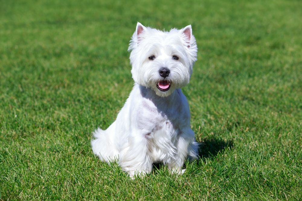 Trist nyt for hundeelskere: Sidste chance for at adoptere hundehvalpe af denne race