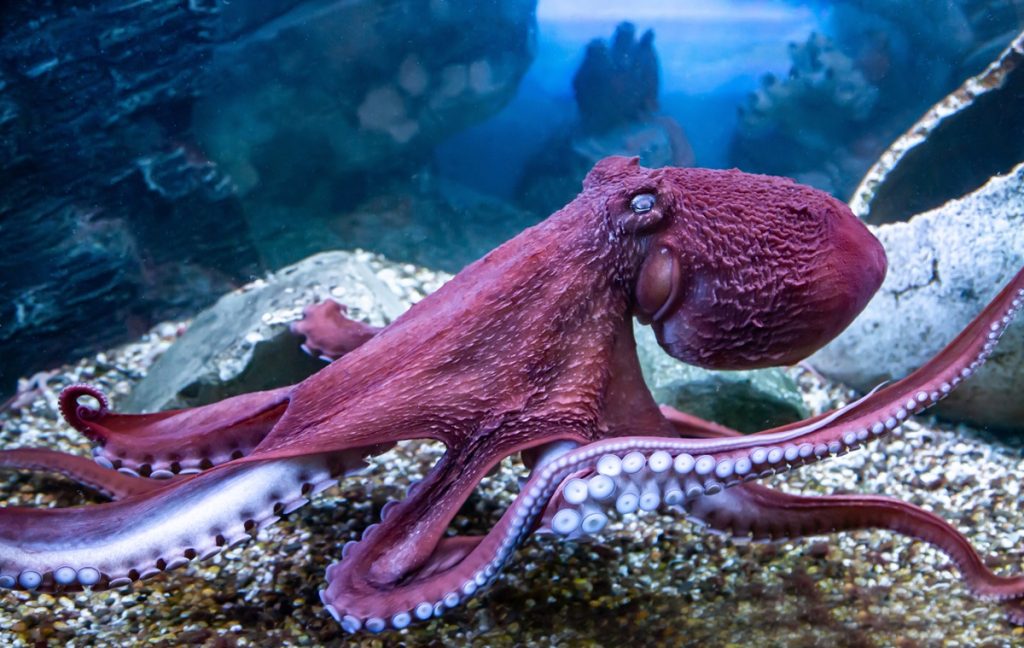 Derfor er blæksprutter så intelligente