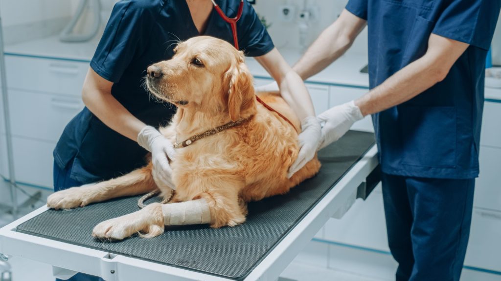 Ejer skulle aflive sin hund: Det der sker inden den dør, vil få dig til at græde