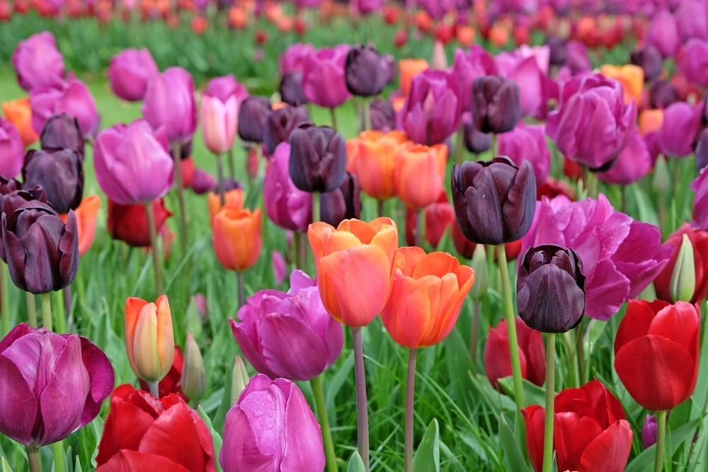 Vær opmærksom på giftige buketter: Importerede blomster indeholder ofte sprøjtegift