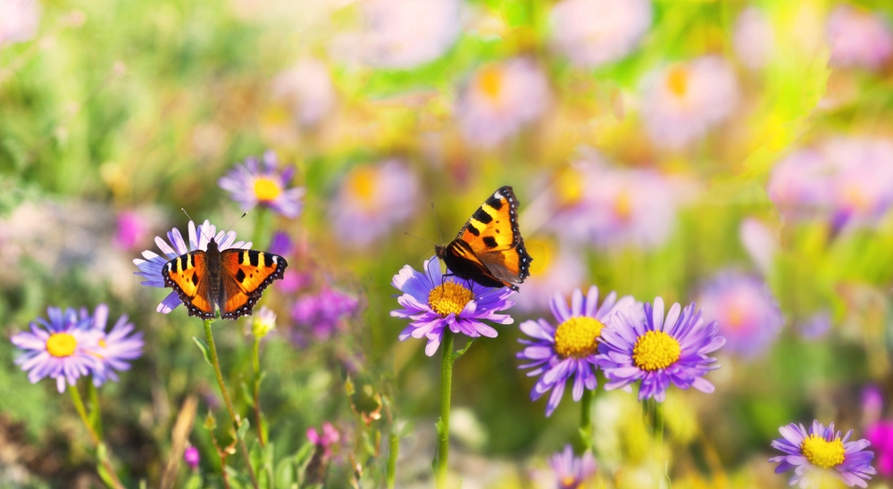 Disse blomster tiltrækker sommerfugle og gode insekter