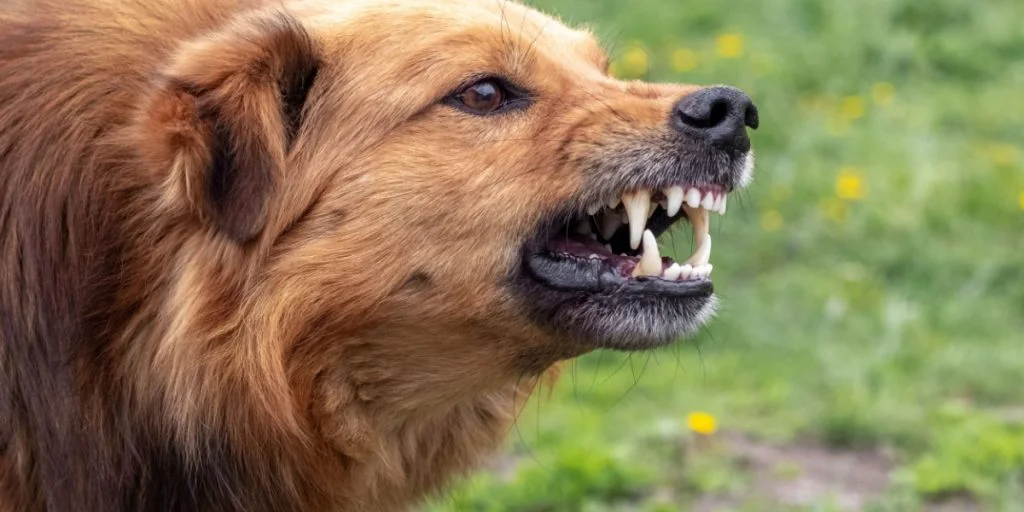 Få ved det: Sådan håndterer du mødet med en aggressiv hund – uden at flygte