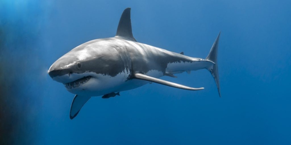 Forskere løser mysteriet: Her er hvad der skete med de forsvundne hvidhajer