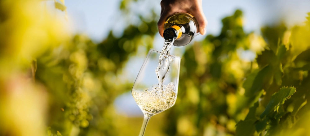 Dårligt nyt for alle champagne elskere: Disse druesorter på randen af udryddelse