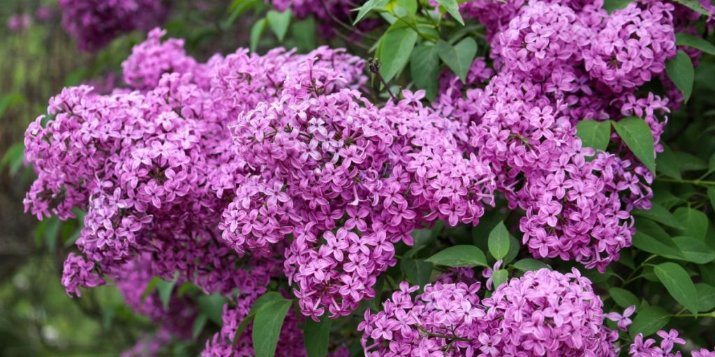 Beskær dine syrener sådan, du vil få den flotteste blomstring