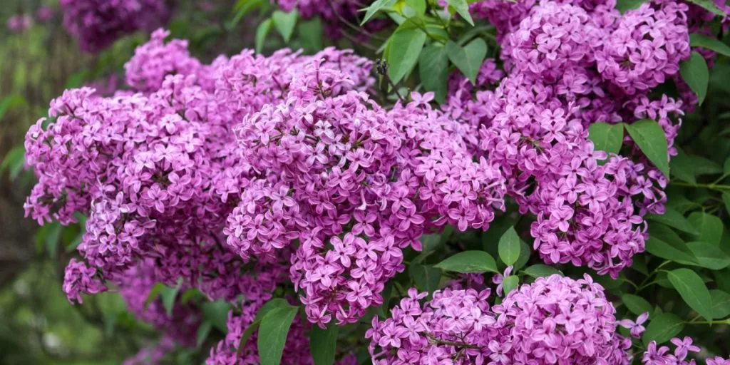 Beskær dine syrener sådan, du vil få den flotteste blomstring