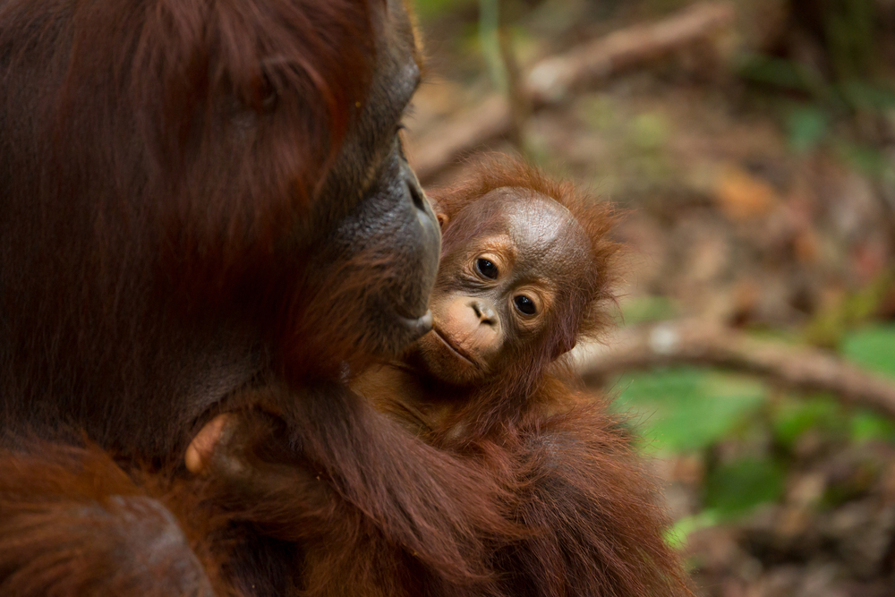 Orangutangbaby havde nær mistet livet: Nu gør Zoologisk Have status