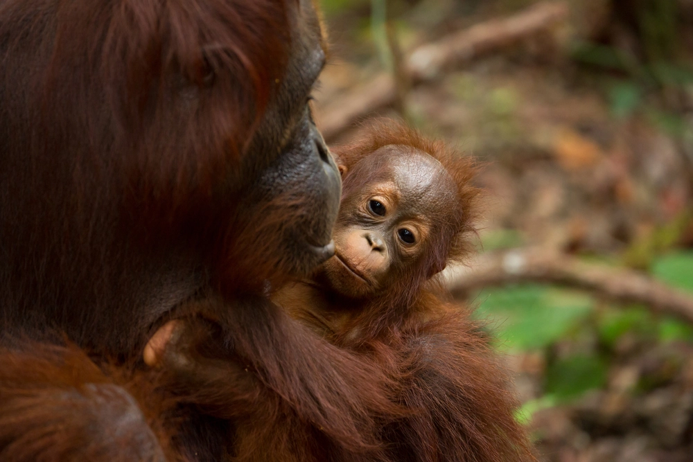 Orangutangbaby havde nær mistet livet: Nu gør Zoologisk Have status