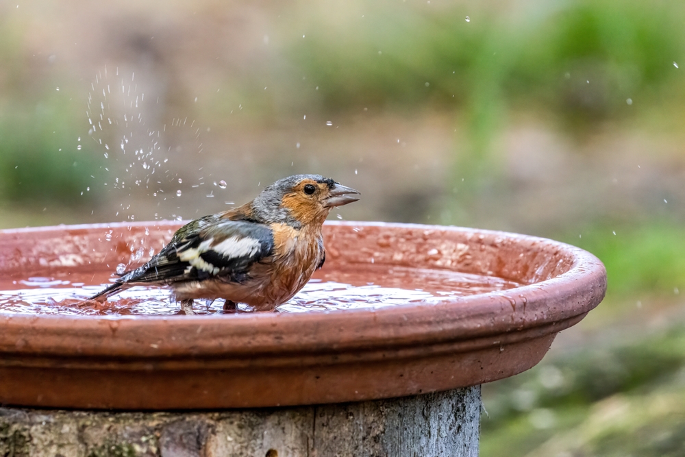 Derfor skal du lægge en 50-øre i fuglebadet