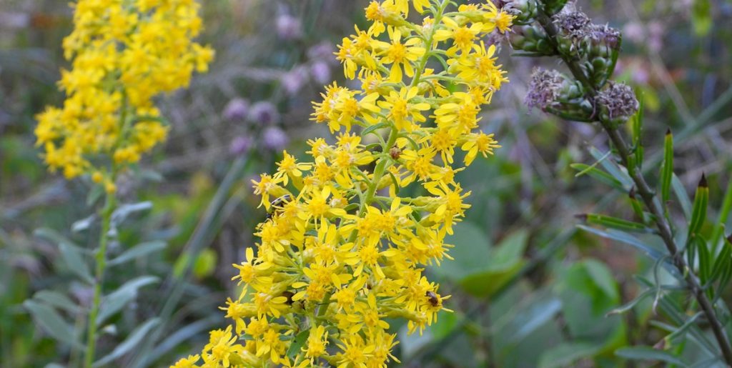 Skal du plukke blomster? Gå efter disse tre, og gør naturen en tjeneste