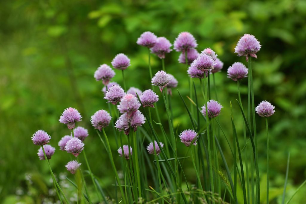 Kan purløg spises, efter de har blomstret? Her er svaret