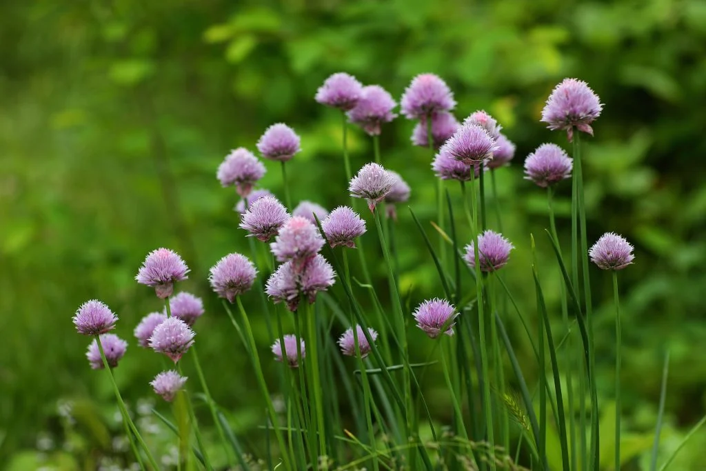 Kan purløg spises, efter de har blomstret? Her er svaret